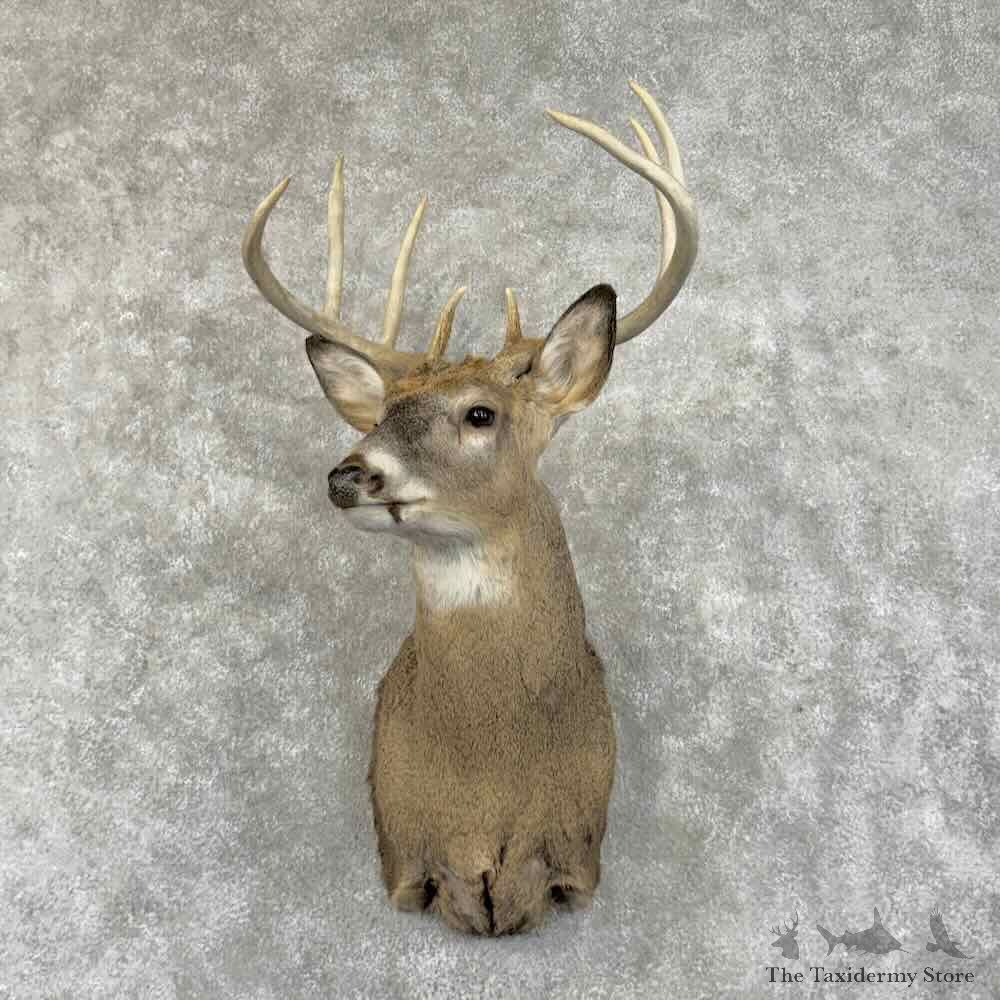 Whitetail Deer Shoulder Mount For Sale #31494 @ The Taxidermy Store