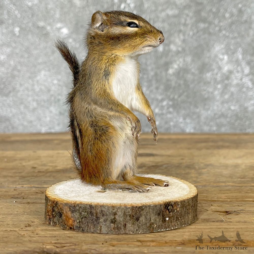 Chipmunk Life-Size Mount For Sale #24580 @ The Taxidermy Store
