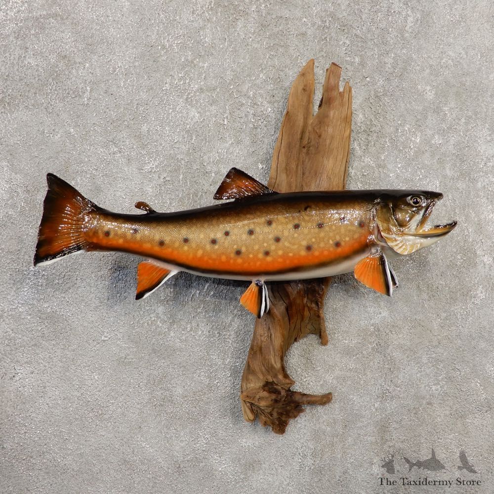Brook Trout Fish Mount For Sale #20349 @ The Taxidermy Store