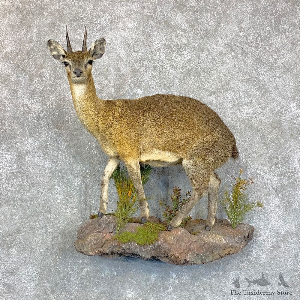 African Klipspringer Life-Size Mount For Sale #28892 @ The Taxidermy Store
