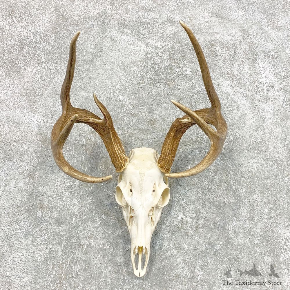 Whitetail Deer Skull European Mount For Sale #22301 @ The Taxidermy Store
