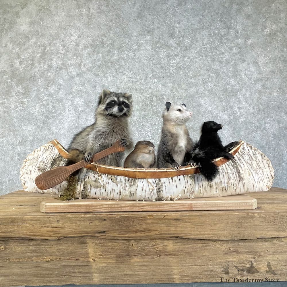 Bobcat Life-Size Mount For Sale #26247 @ The Taxidermy Store