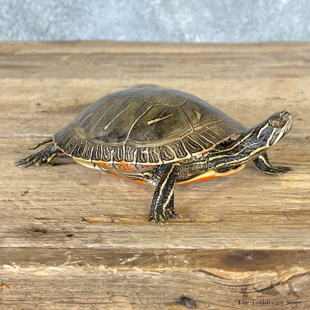 Painted Turtle Mount For Sale #26682 @ The Taxidermy Store