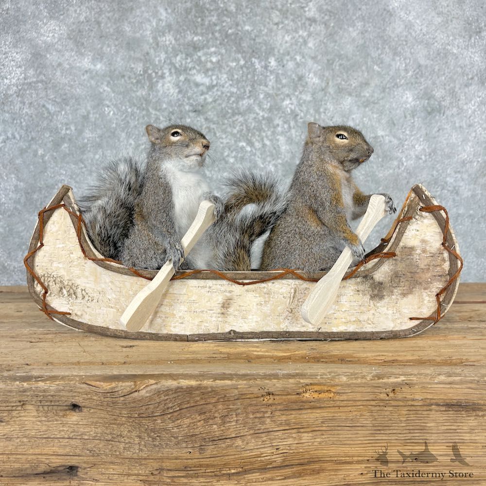 Canoeing Squirrels Novelty Mount For Sale #27009 @ The Taxidermy Store