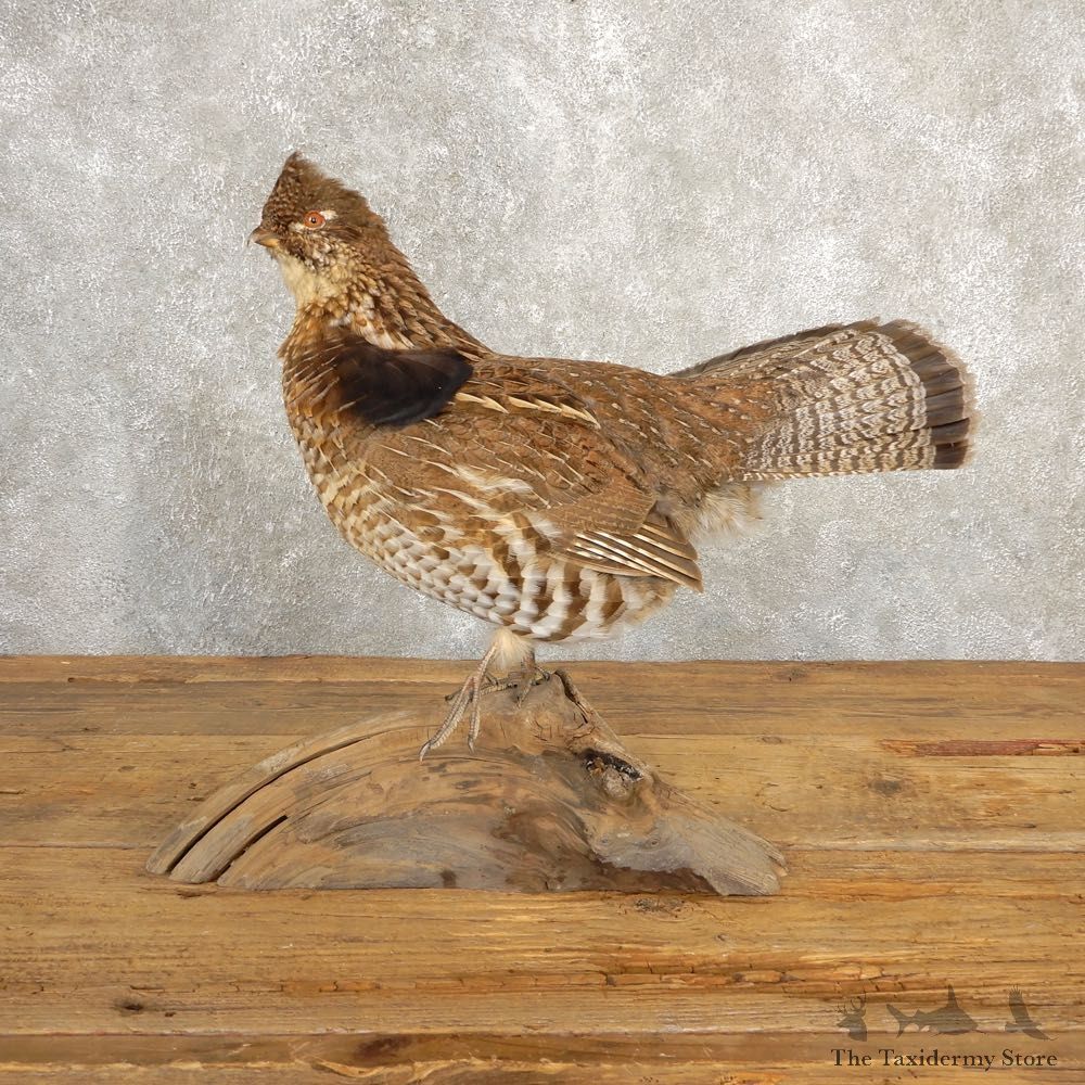 Ruffed Grouse Bird Mount For Sale #20629 @ The Taxidermy Store