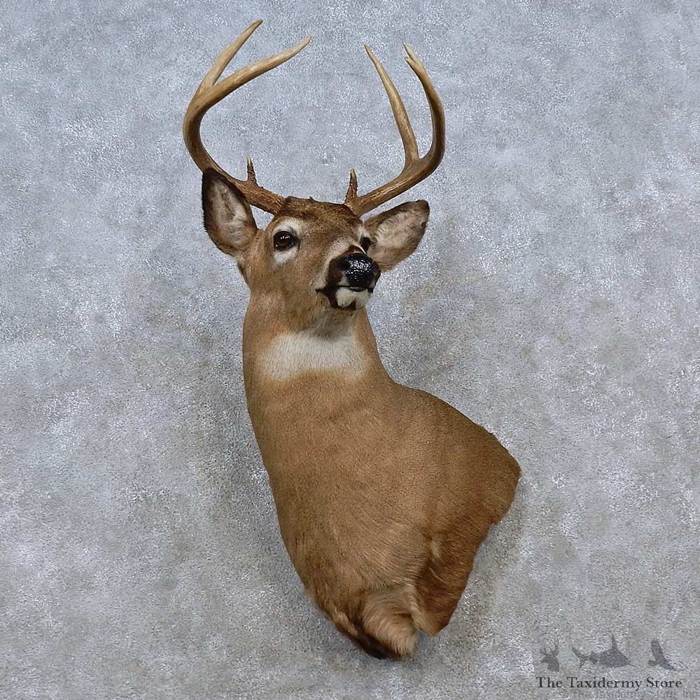 Whitetail Deer Shoulder Mount For Sale #15261 @ The Taxidermy Store