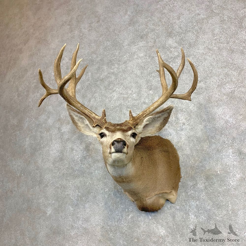 Mule Deer Shoulder Mount For Sale #21867 @ The Taxidermy Store
