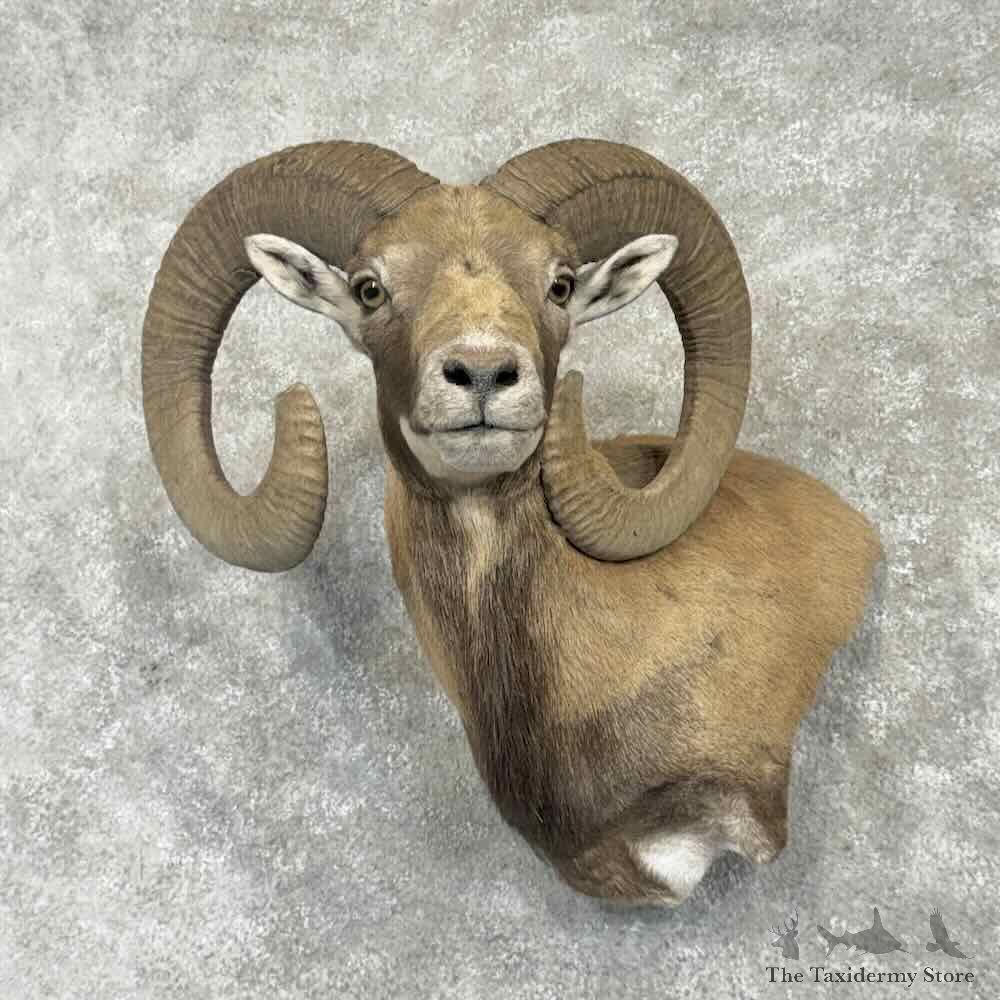 Mouflon Ram Wall Pedestal Mount For Sale #31752 @ The Taxidermy Store