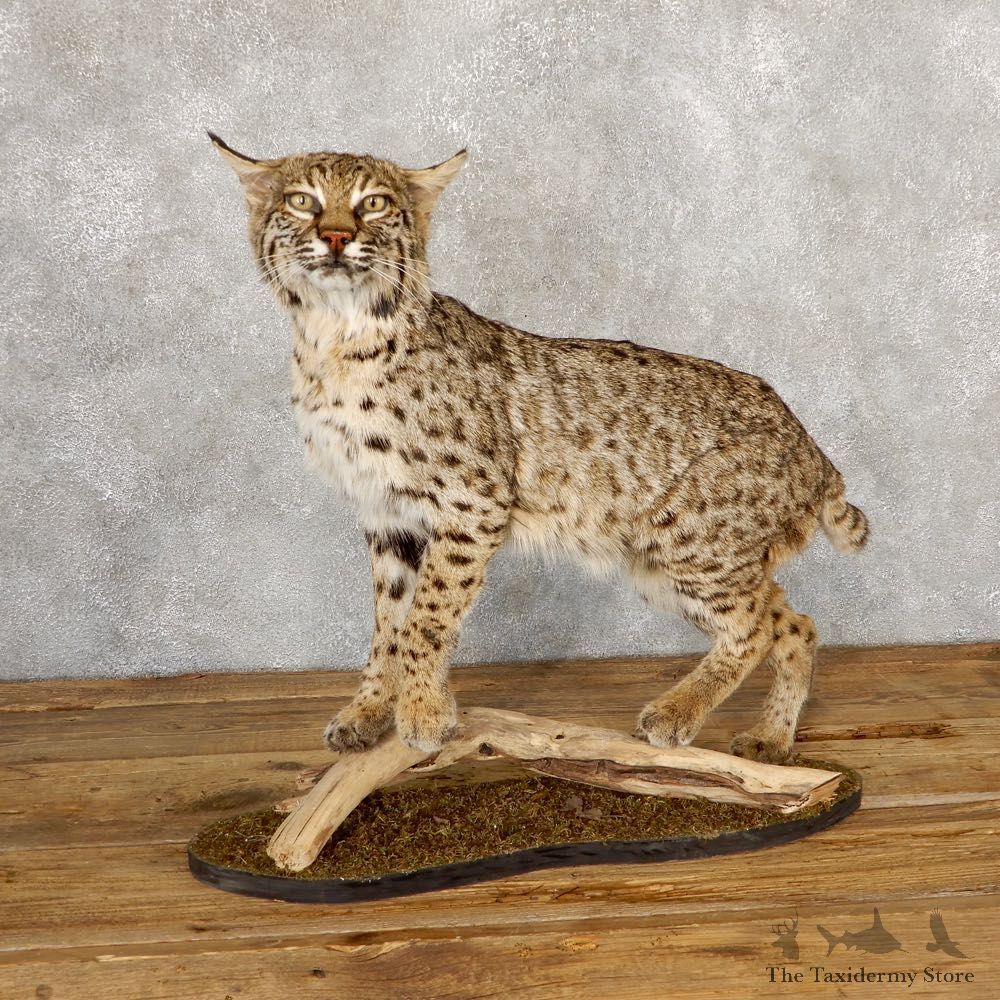 Bobcat Life-Size Mount For Sale #18879 @ The Taxidermy Store
