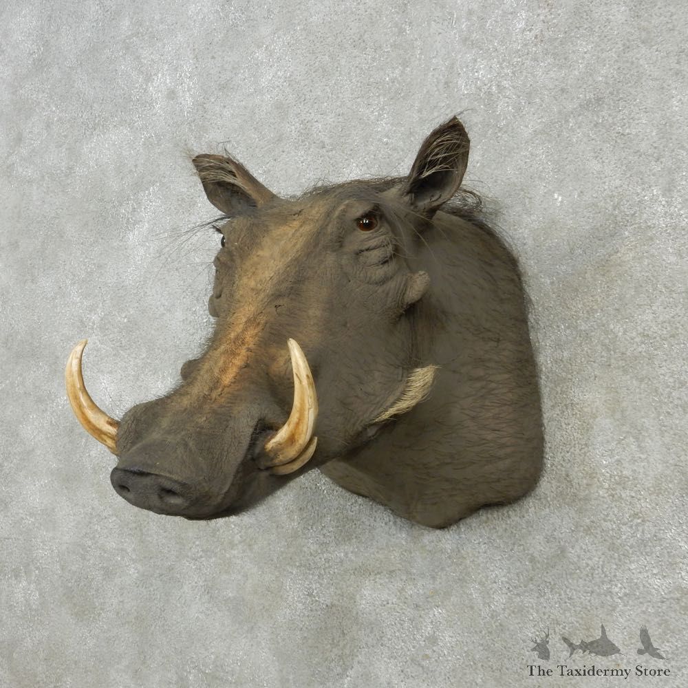 African Warthog Shoulder Mount For Sale #15127 @ The Taxidermy Store