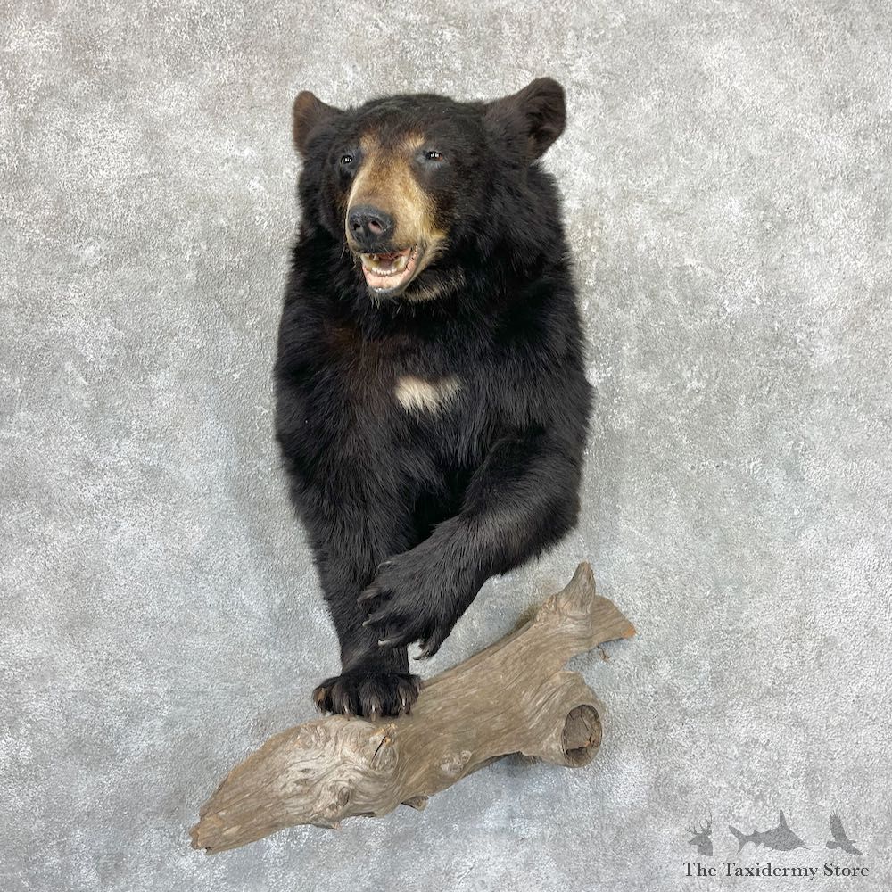 Black Bear Half-Life-Size Taxidermy Mount For Sale #26794 @ The Taxidermy Store
