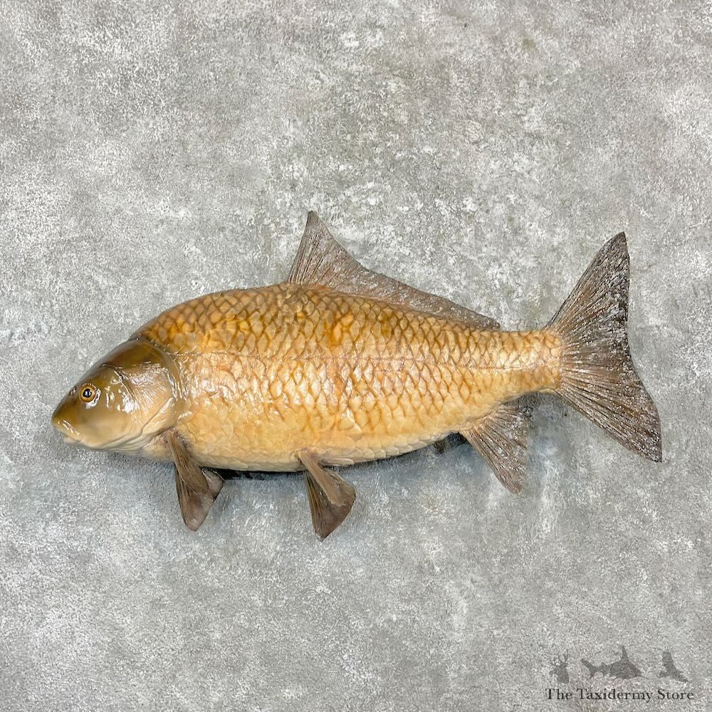 Common Carp Fish Mount For Sale #27262 @ The Taxidermy Store