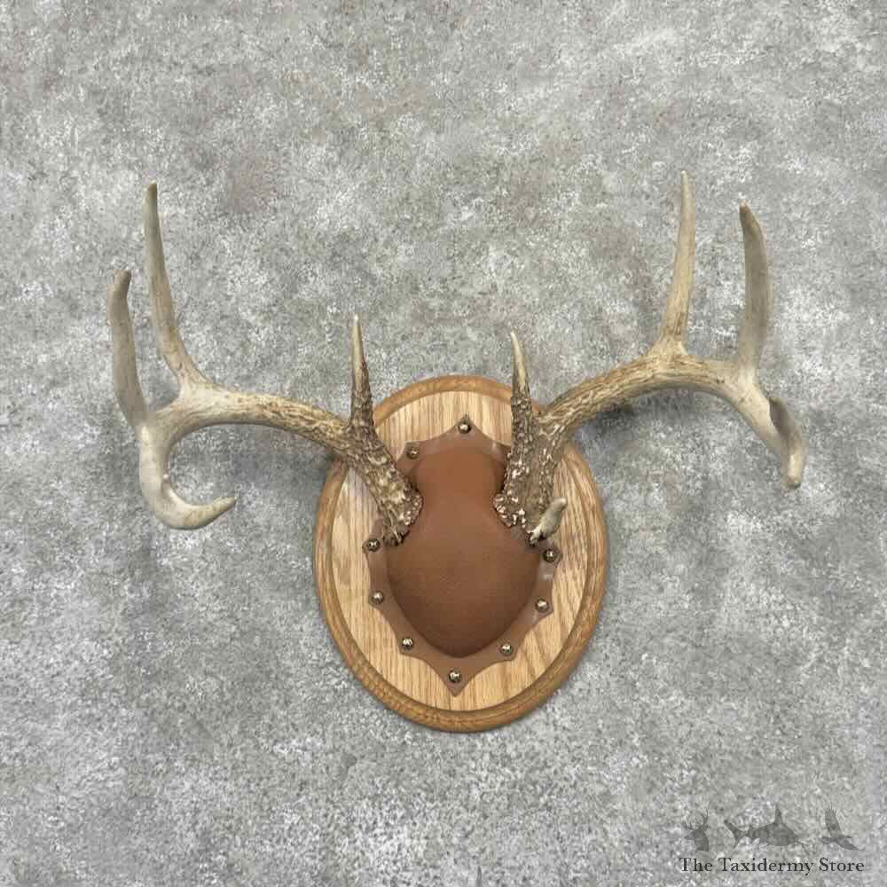 Whitetail Deer Antler Plaque Mount For Sale #32173 @ The Taxidermy Store