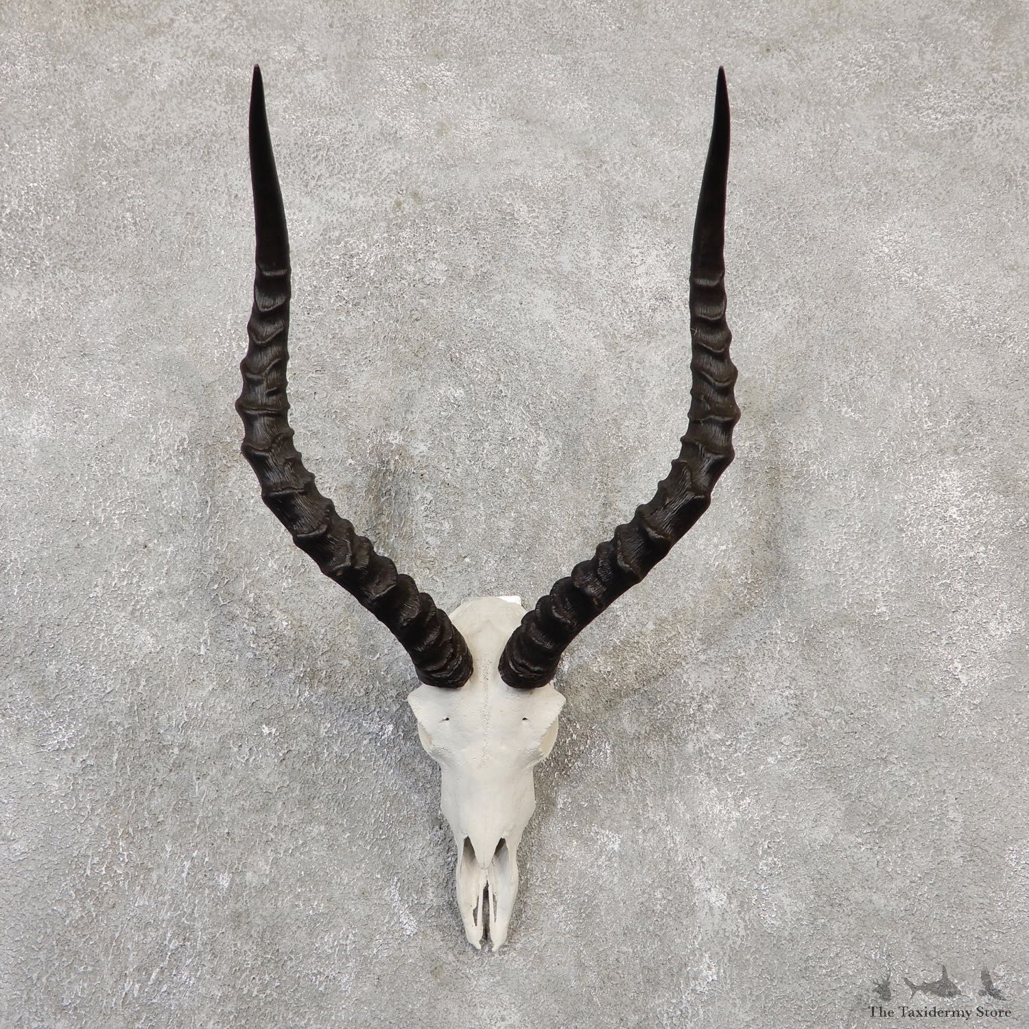 Impala Skull & Horn European Mount For Sale #20046 @ The Taxidermy Store