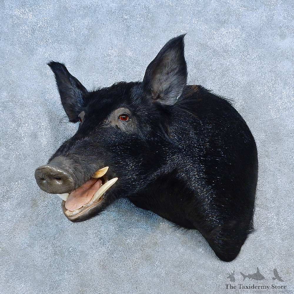 Black Boar Shoulder Mount For Sale #15536 @ The Taxidermy Store
