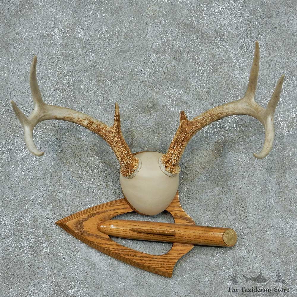 Whitetail-Deer-Antlers-Plaque-Taxidermy-Mount #13340 For Sale @ The Taxidermy Store