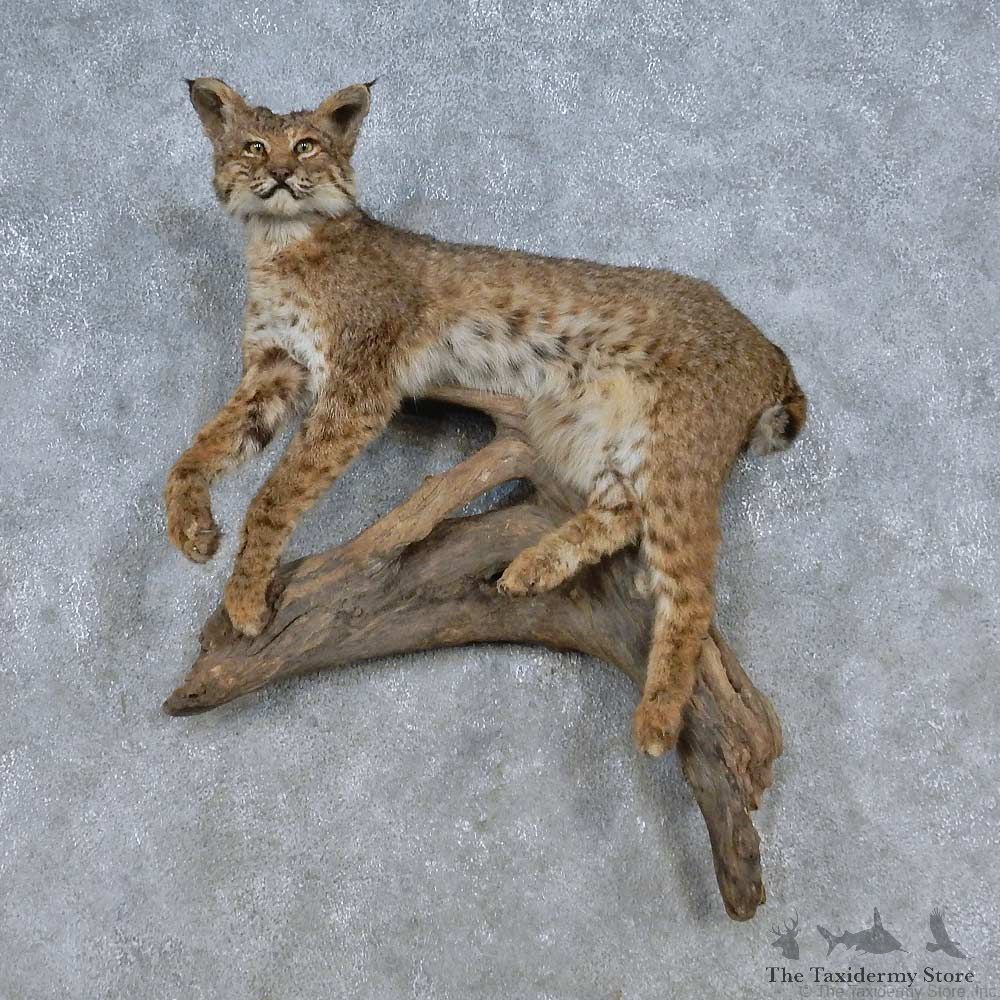 Perched Bobcat Mount For Sale #15111 @ The Taxidermy Store