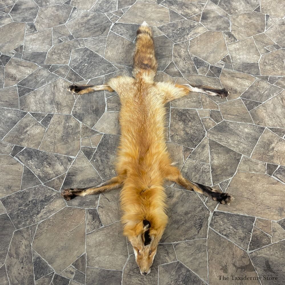 Red Fox Tanned Hide For Sale #27892 @ The Taxidermy Store