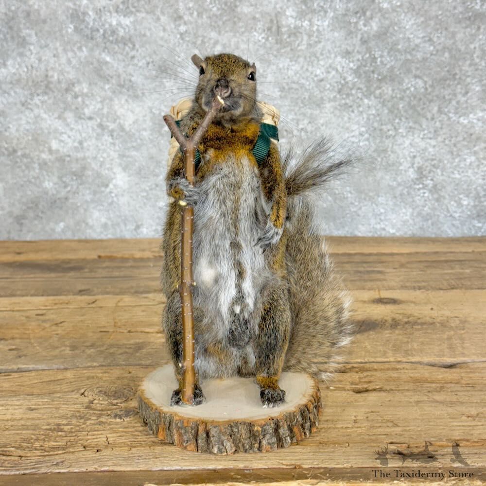 Hiking Squirrel Novelty Mount For Sale #28932 @ The Taxidermy Store
