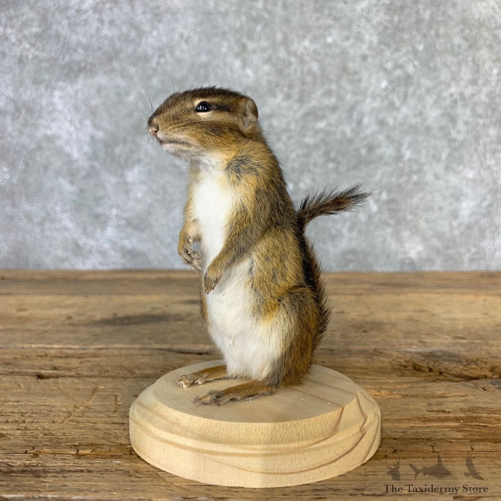 Chipmunk Life-Size Mount For Sale #23256 @ The Taxidermy Store