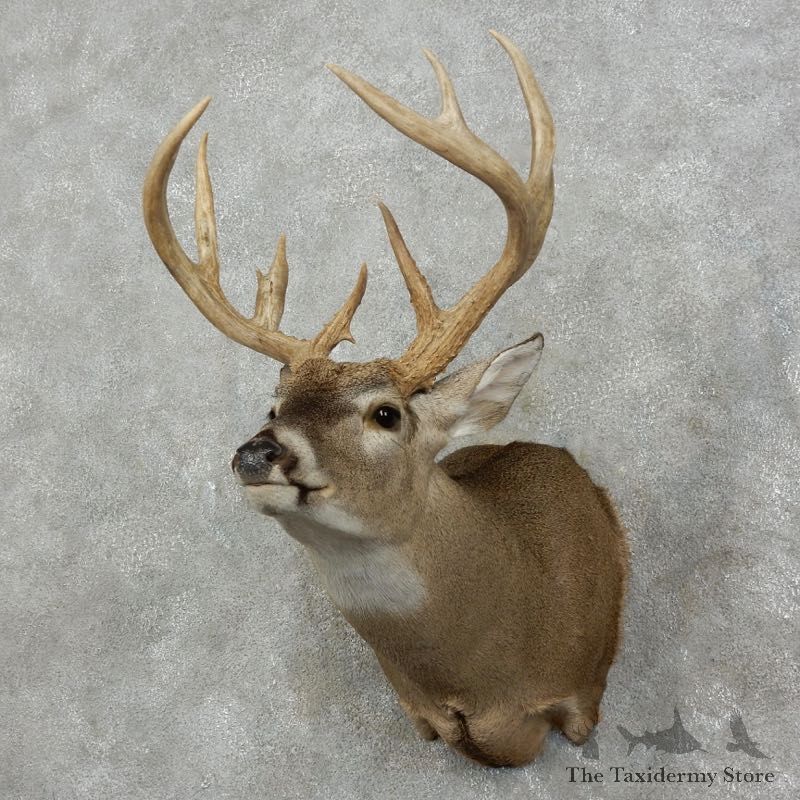 Whitetail Deer Shoulder Mount #17528 For Sale - The Taxidermy Store