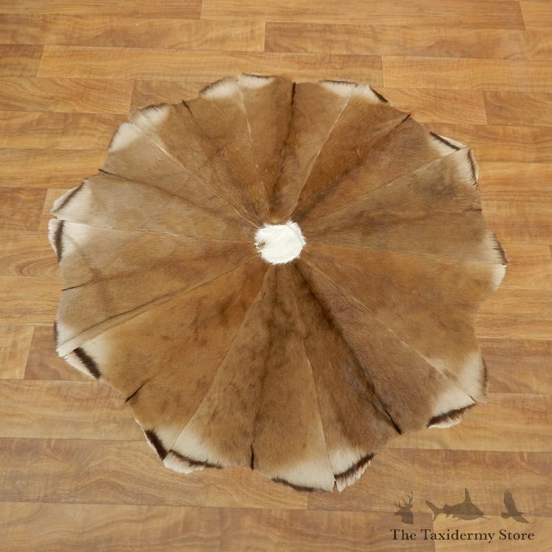 Impala Patch Rug Taxidermy Mount For Sale #17876 @ The Taxidermy Store