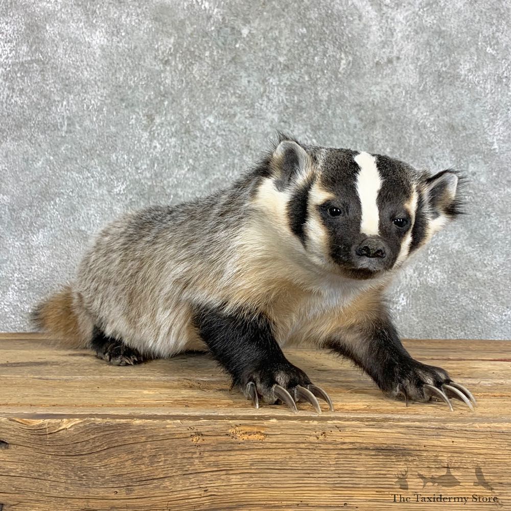American Badger Life-Size Mount For Sale #22832 @ The Taxidermy Store