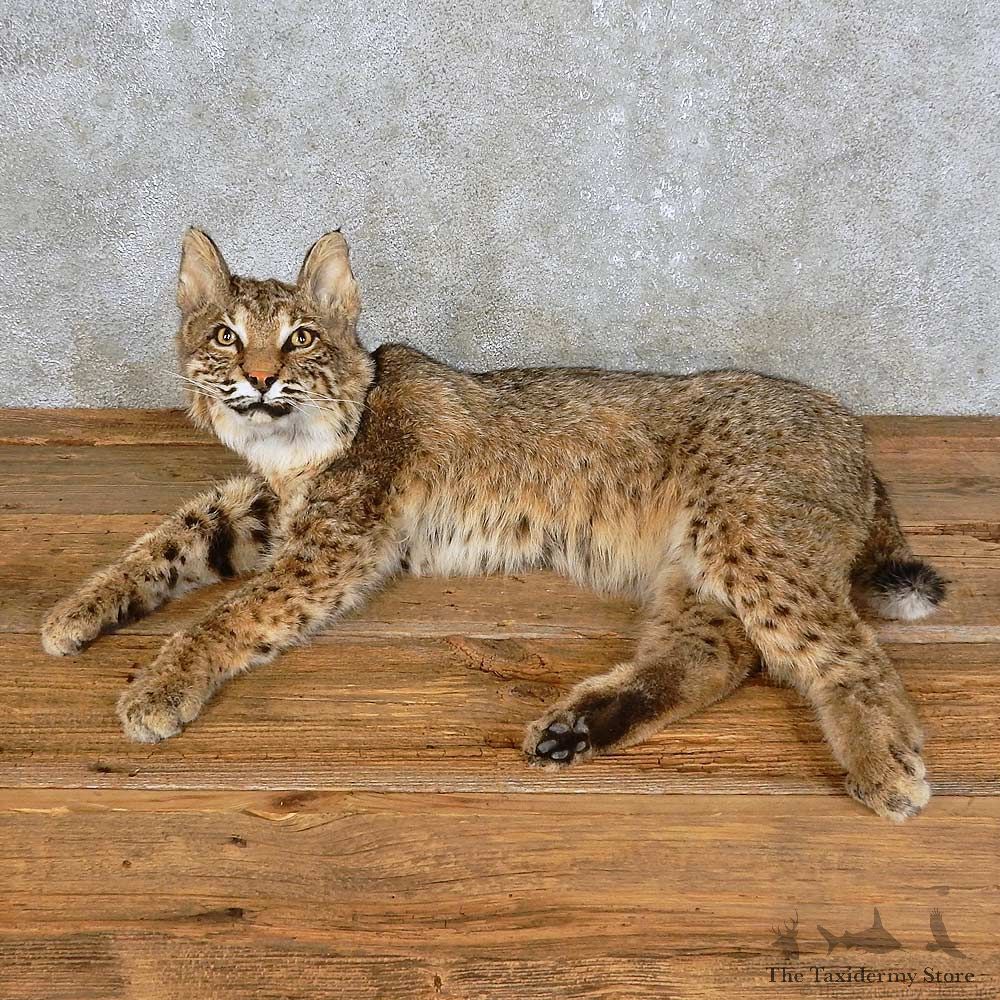 Bobcat Life-Size Mount For Sale #15895 @ The Taxidermy Store