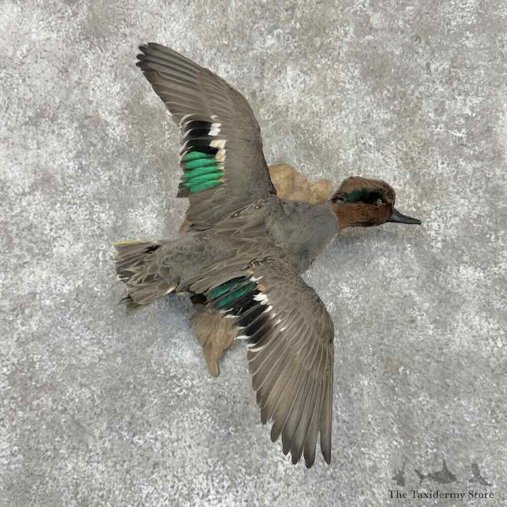 Green Winged Teal Duck Mount For Sale #31743 @ The Taxidermy Store