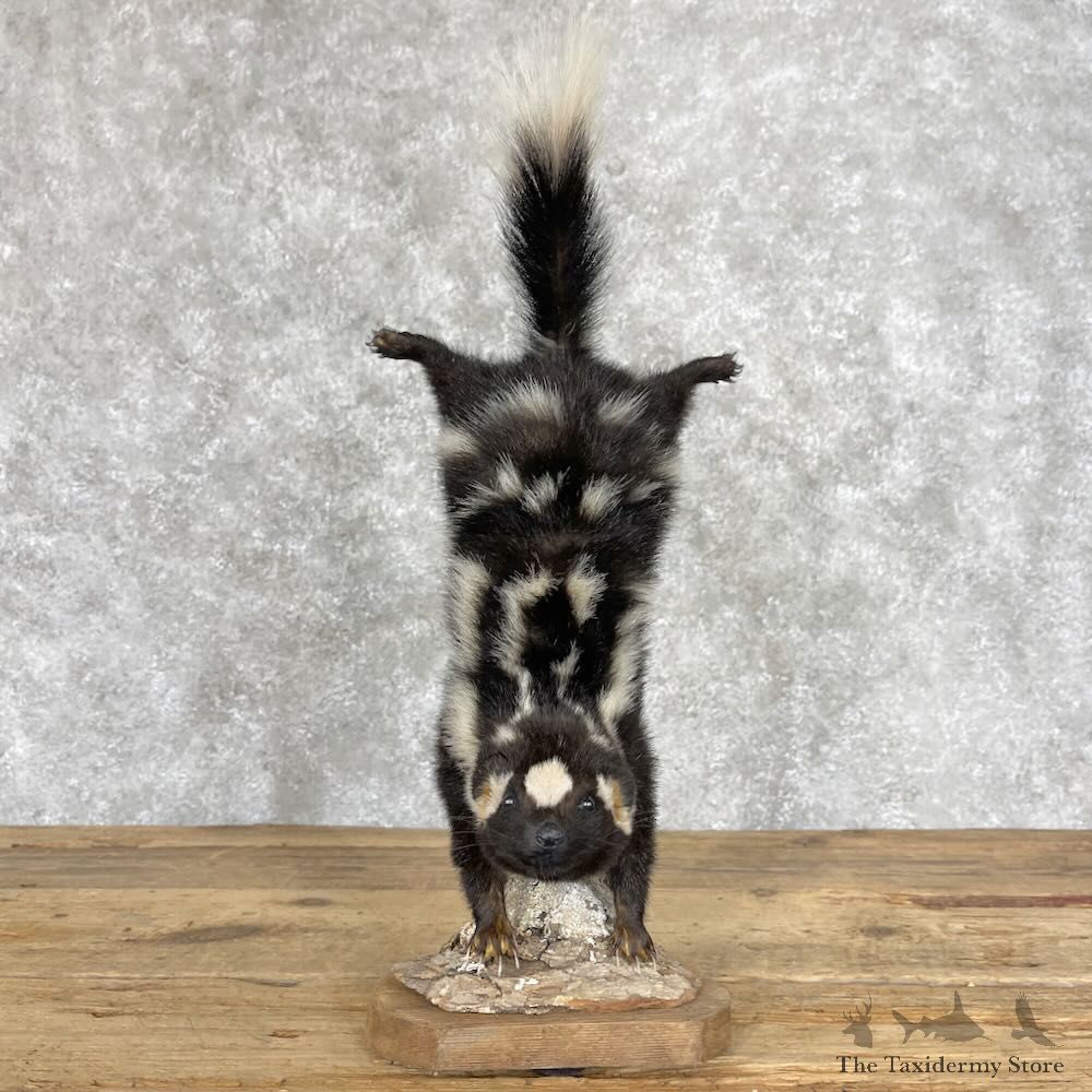 Eastern Spotted Skunk Life-Size Mount For Sale #28381 @ The Taxidermy Store