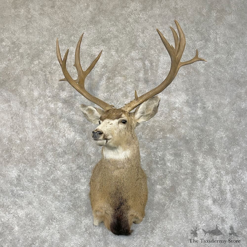 Mule Deer Shoulder Mount For Sale #28689 @ The Taxidermy Store