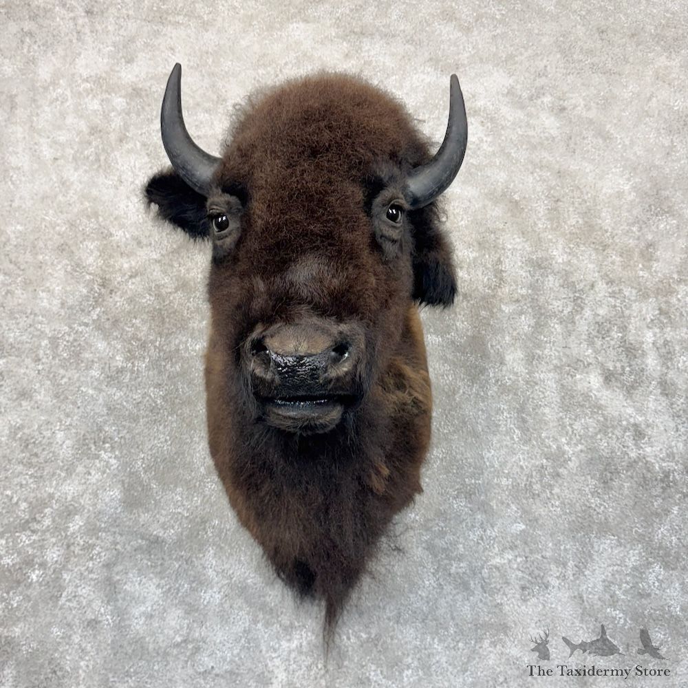 American Buffalo Bison Shoulder Mount For Sale #30043 @ The Taxidermy Store