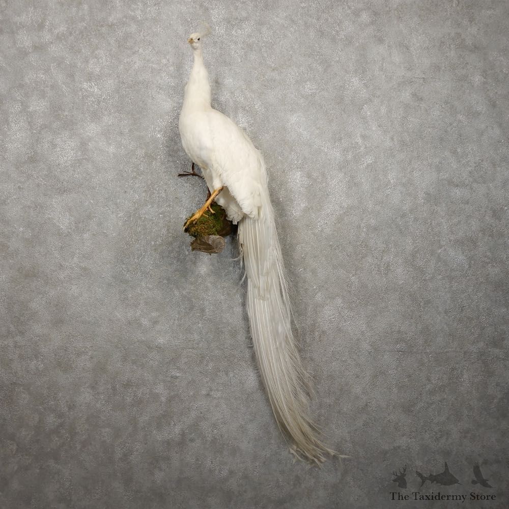 White Peacock Bird Mount For Sale #20416 @ The Taxidermy Store