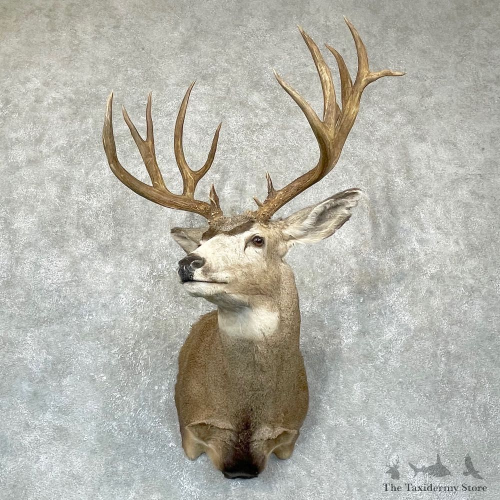Mule Deer Shoulder Mount For Sale #24380 @ The Taxidermy Store