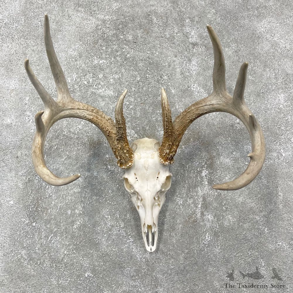 Whitetail Deer Skull European Mount For Sale #24473 @ The Taxidermy Store