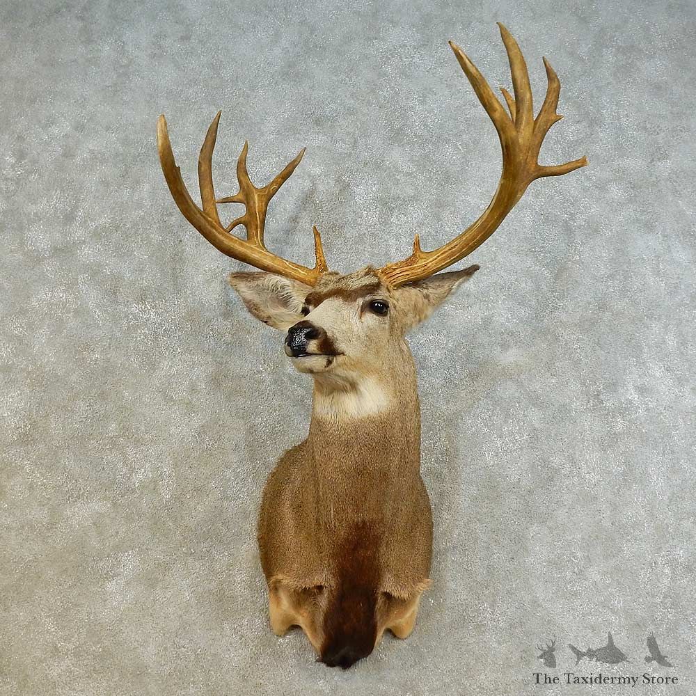 Mule Deer Shoulder Mount For Sale #16520 @ The Taxidermy Store