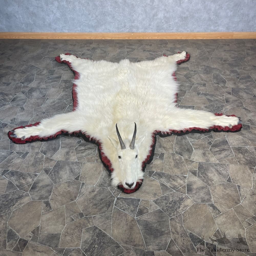 Mountain Goat Full Rug Mount For Sale #27867 @ The Taxidermy Store
