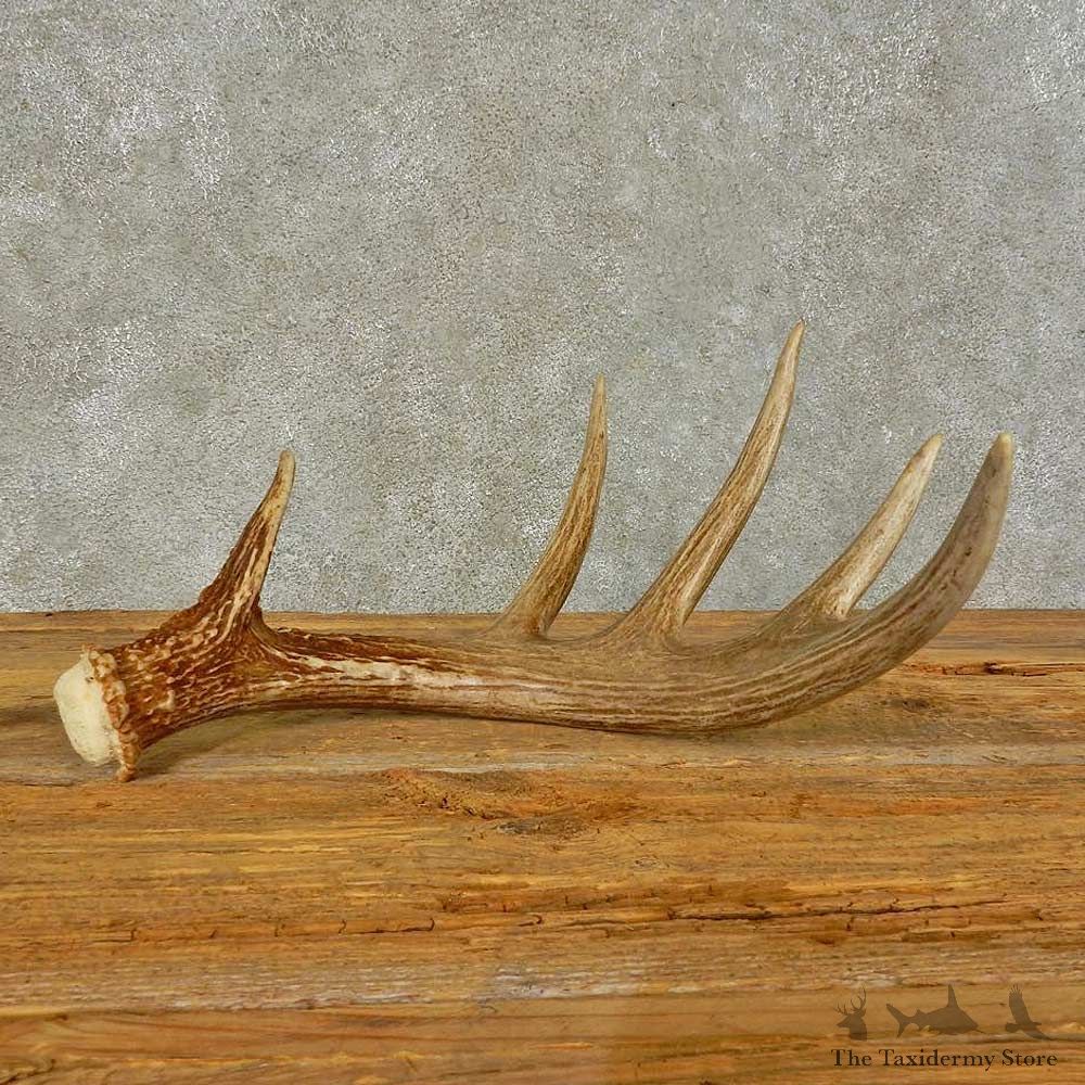 Whitetail Deer Antler Shed For Sale #16445 @ The Taxidermy Store