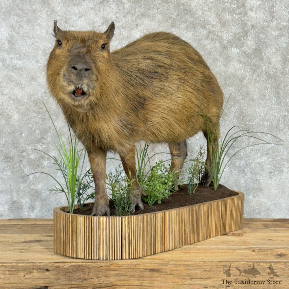 Capybara Life-Size Mount For Sale #29735 @ The Taxidermy Store