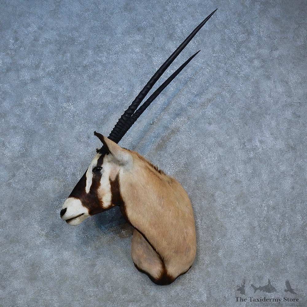 African Gemsbok Shoulder Mount For Sale #15282 @ The Taxidermy Store