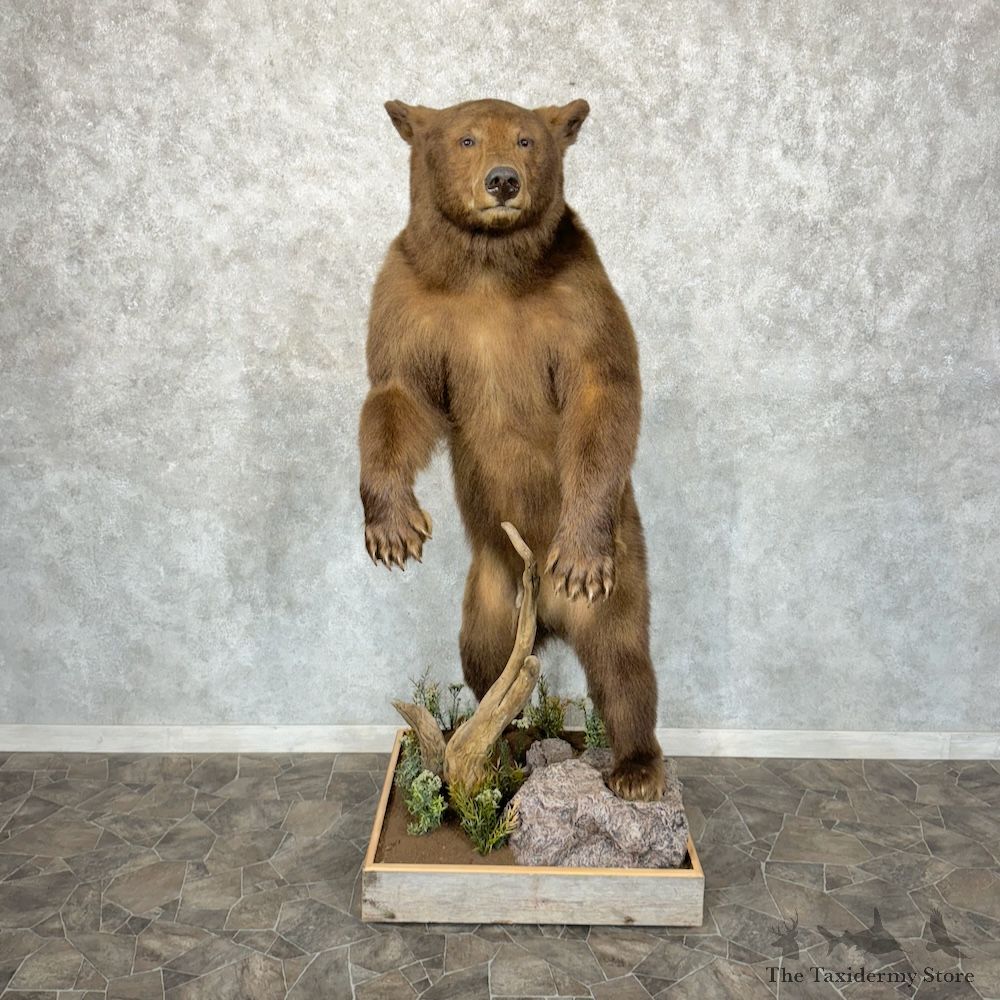 Cinnamon Phase Black Bear Life-Size Mount For Sale #29551 @ The Taxidermy Store