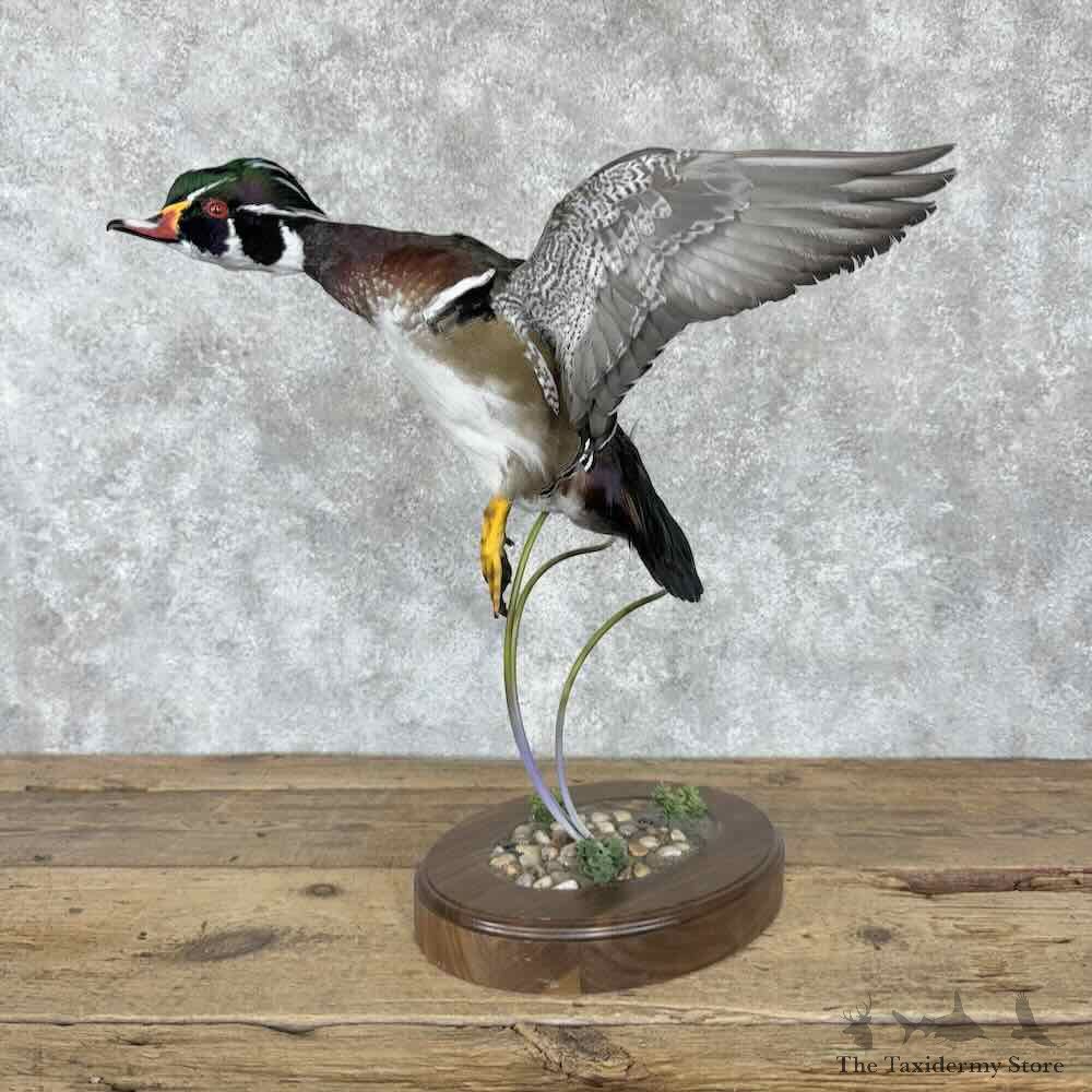 Wood Duck Bird Mount For Sale #30819 @ The Taxidermy Store