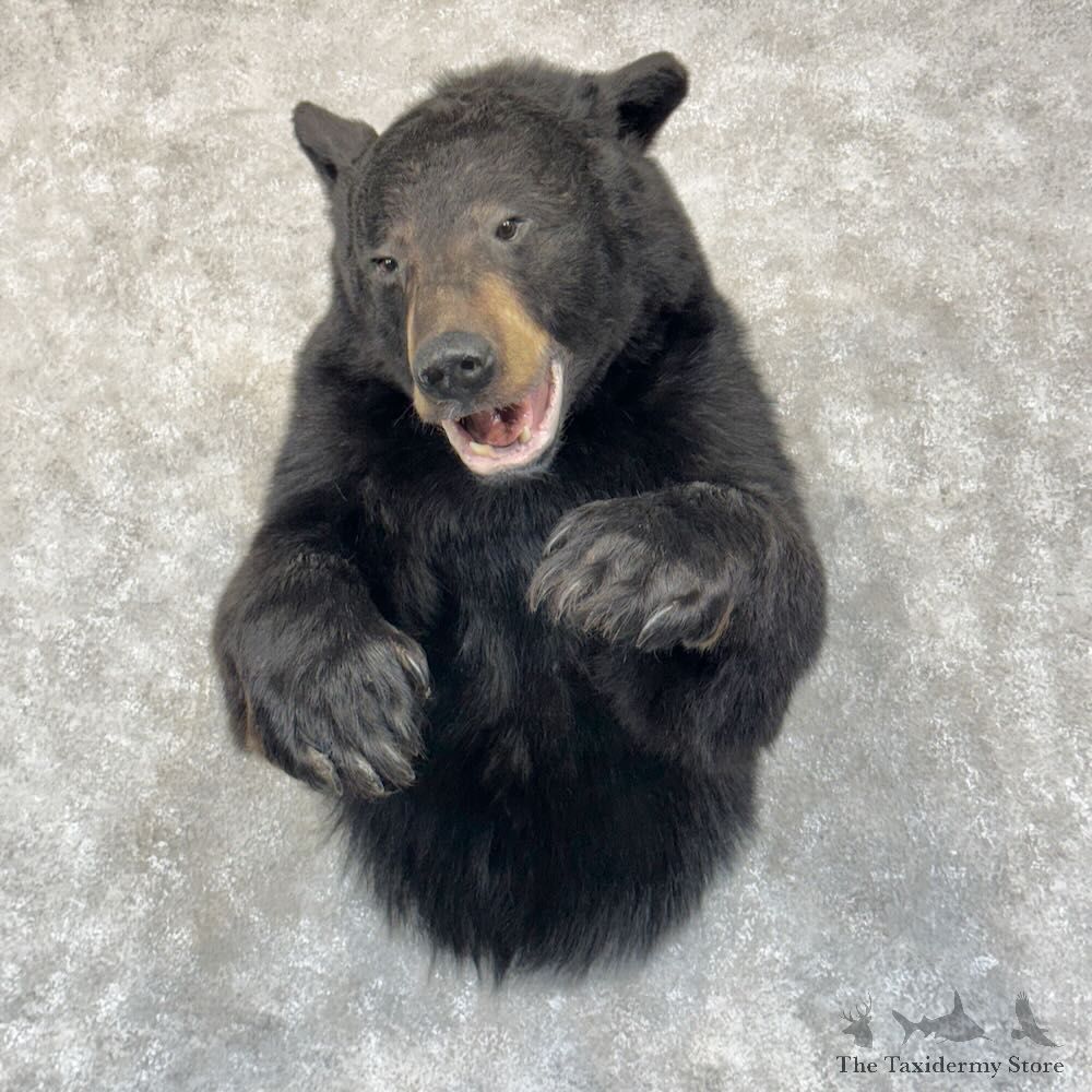 Black Bear Half-Life-Size Mount For Sale #28816 @ The Taxidermy Store