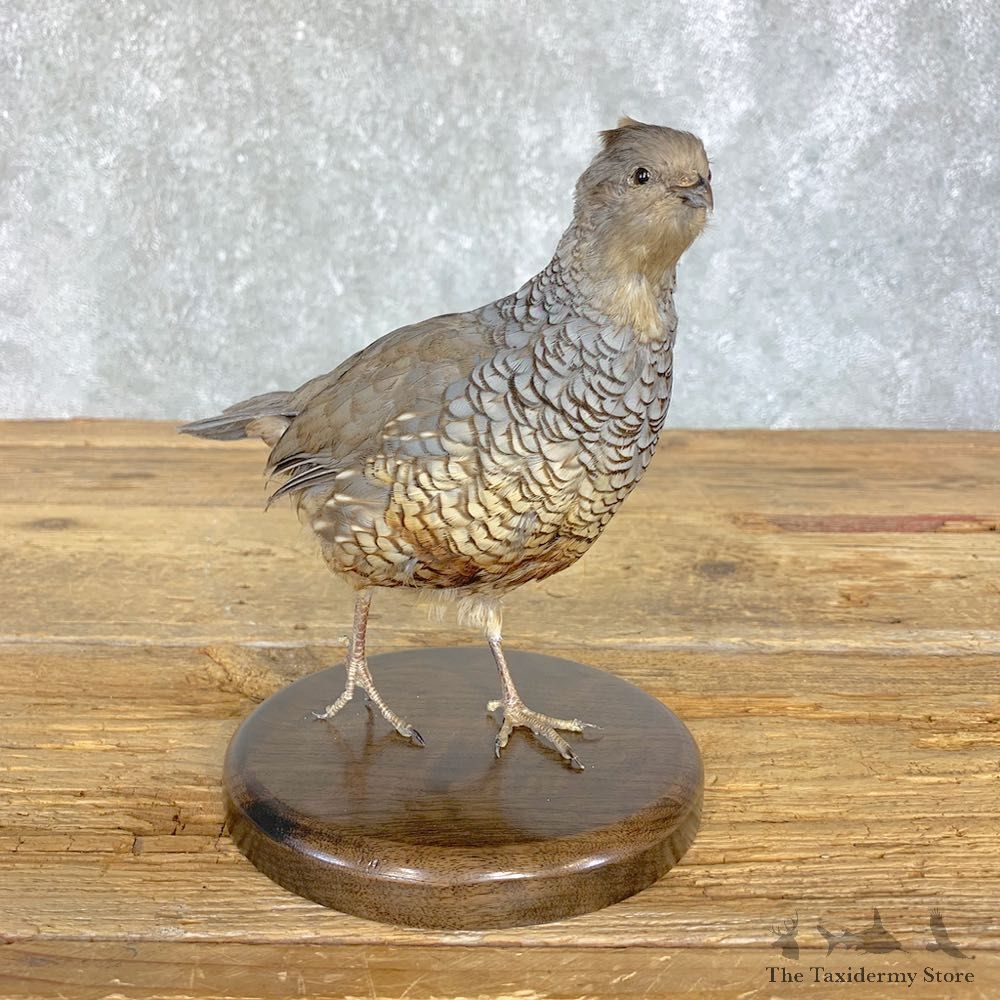 Scaled Quail Taxidermy Bird Mount For Sale #21399 @ The Taxidermy Store