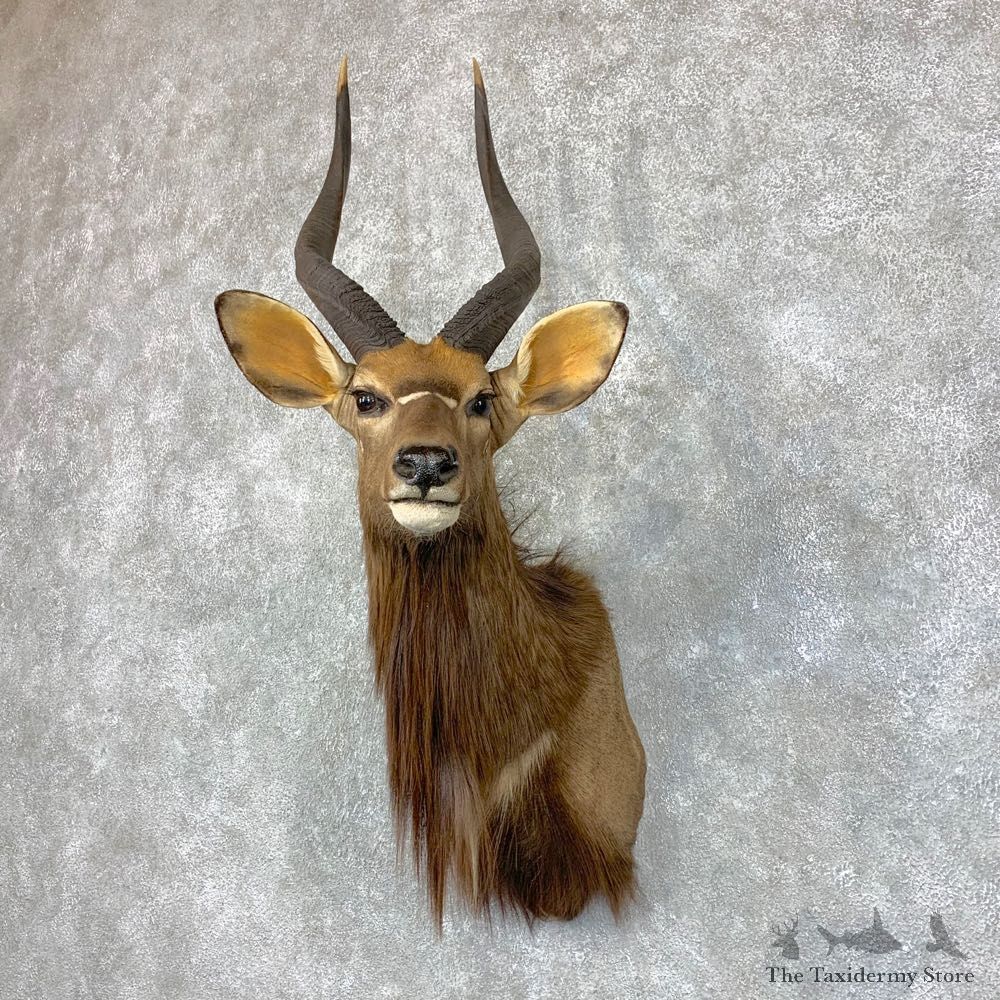 African Nyala Taxidermy Shoulder Mount #22848 For Sale @ The Taxidermy Store