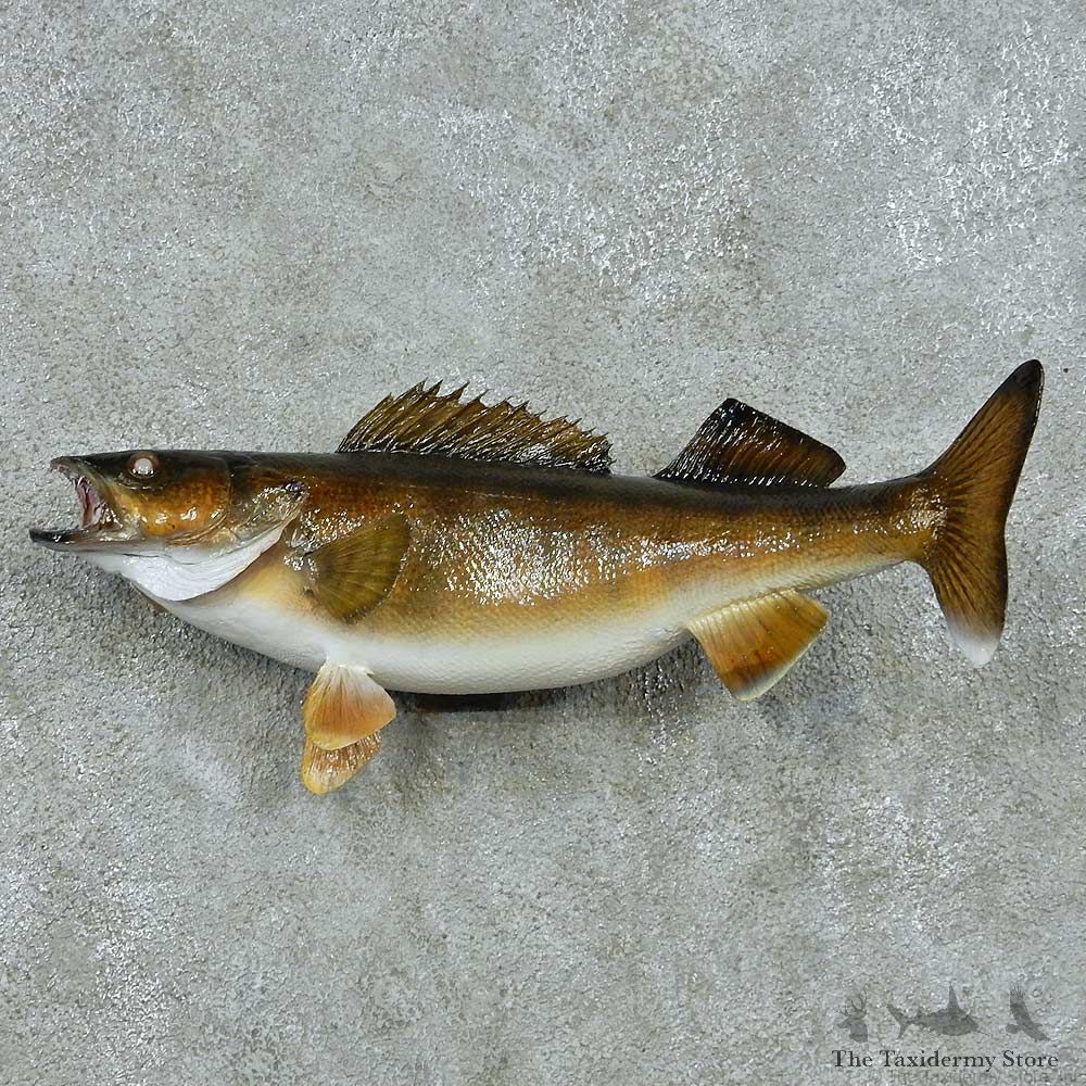 Walleye Life-Size Mount #13511 For Sale @ The Taxidermy Store