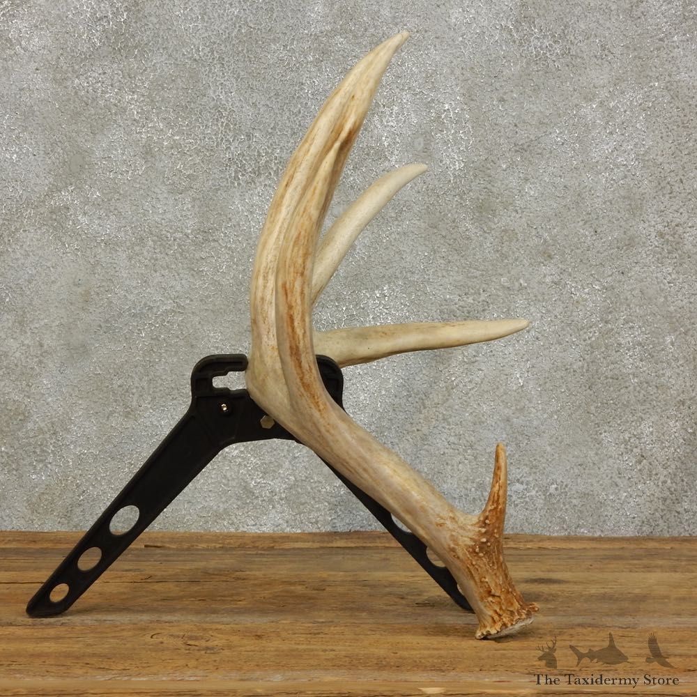 Whitetail Deer Antler Shed For Sale #16029 @ The Taxidermy Store