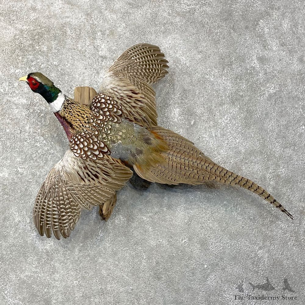 Ringneck Pheasant Bird Mount For Sale #24783 @ The Taxidermy Store