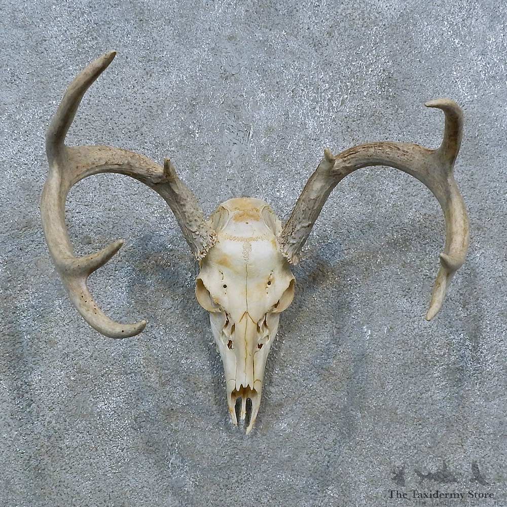 Whitetail Deer Skull Antler European Mount For Sale #15370 @ The Taxidermy Store