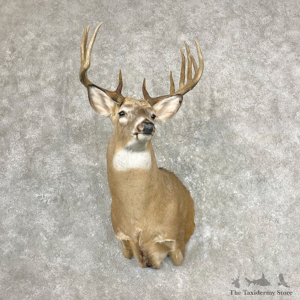 Whitetail Deer Shoulder Mount For Sale #26866 - The Taxidermy Store